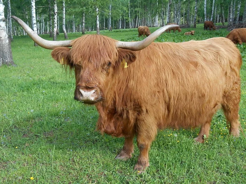 Prodám kravičku Highland, kráva - skotský náhorní skot,