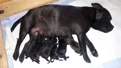 Štěňata Stafordšírského Bulteriera PP