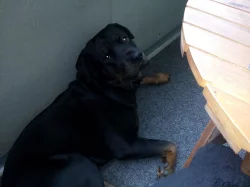 Darujeme pejska Rotvajlera