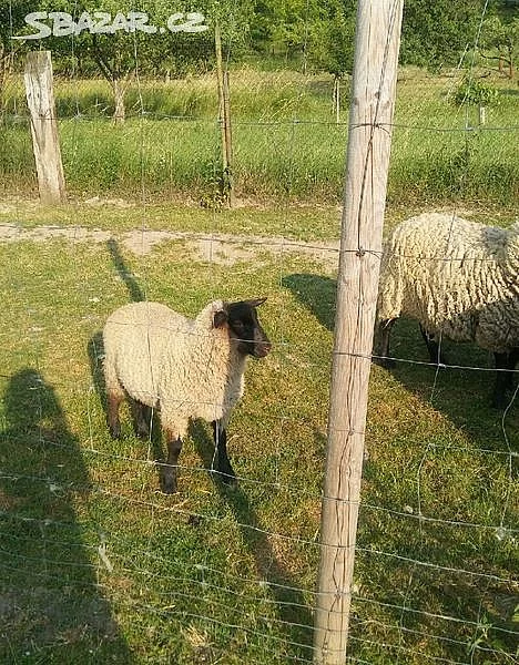 Prodám 3 berany sufflok ,stáří 3 měsíce
