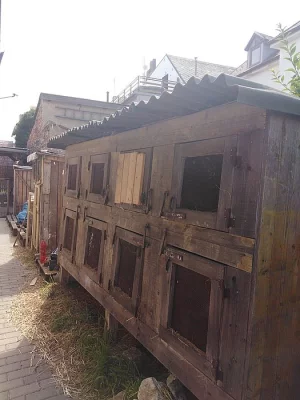 Prodej celého chovu i s králíkárnou