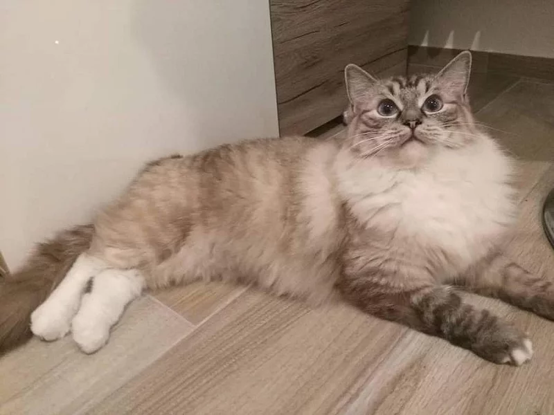 Kocicka Ragdoll