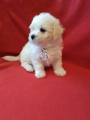 Bichon frise s PP - krásné štěňátko k prodeji