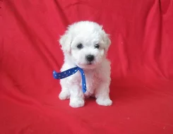 Bichon frise s PP - krásné štěňátko k prodeji