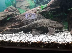 Prodám krunýřovce velkoploutvého 35CM