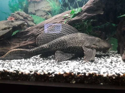 Prodám krunýřovce velkoploutvého 35CM