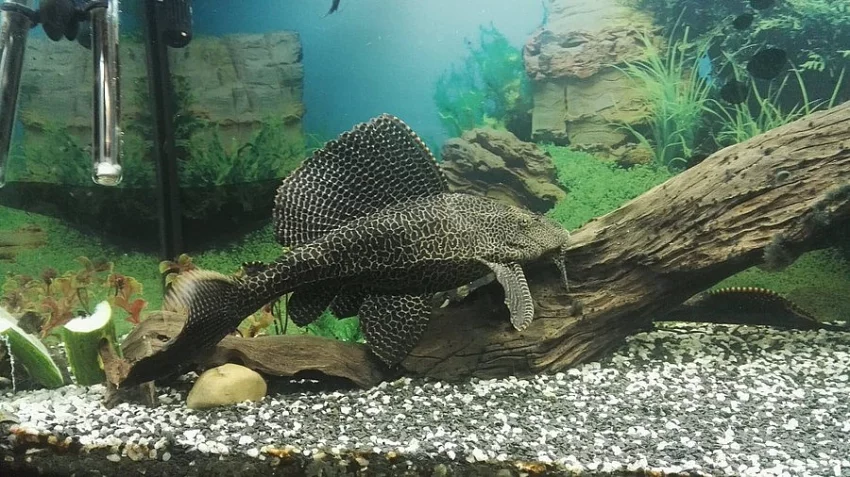 Prodám krunýřovce velkoploutvého 35CM