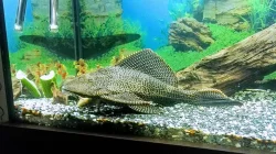 Prodám krunýřovce velkoploutvého 35CM