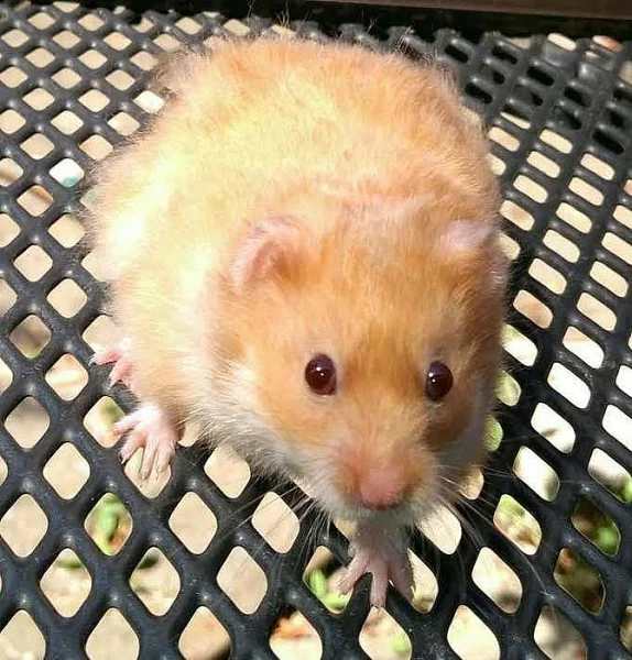 Křeček syrský zlatý 2 kusy