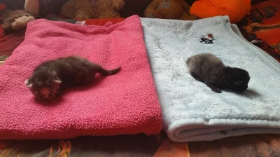 Darujeme 2 koťátka, kočička a kocourek již k odběru