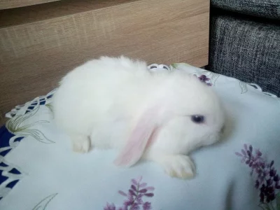 Prodám mláďata minilop beránků