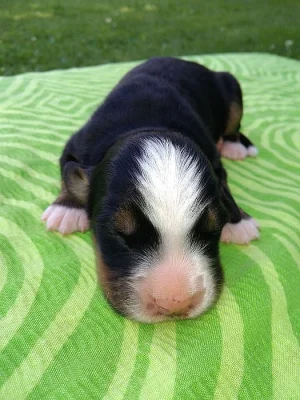 Štěňata - Bernský salašnický pes
