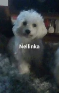 Maltezacek