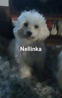 Maltezacek