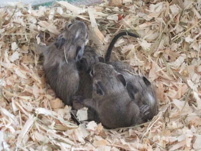 2 kluci osmák degu