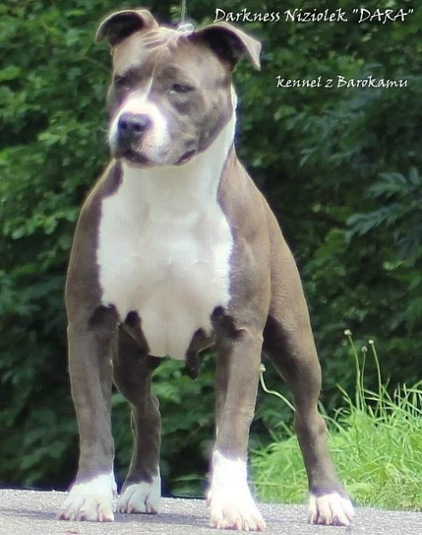 Americký stafordšírský teriér s PP