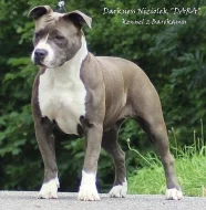 Americký stafordšírský teriér s PP