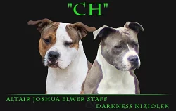 Americký stafordšírský teriér s PP