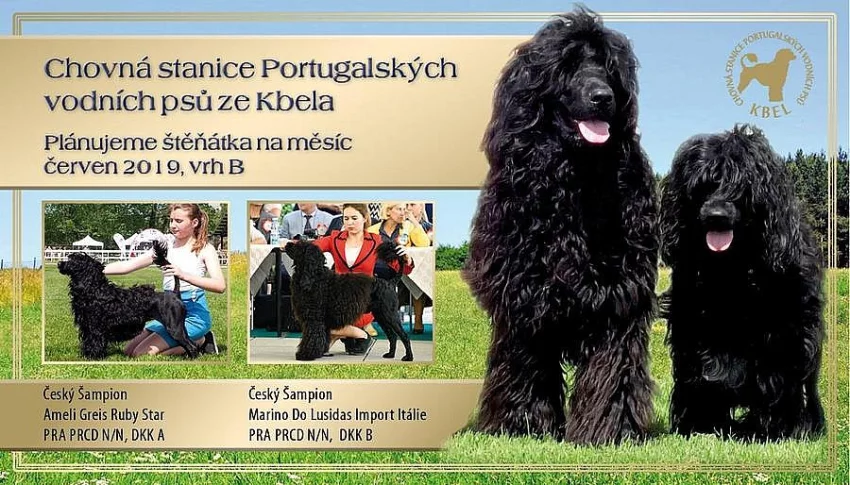 Portugalský vodní pes