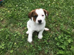 Pejsek Jack Russell Teriér
