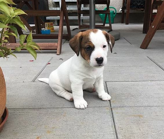 Pejsek Jack Russell Teriér