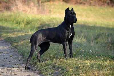 Štěňátka Cane Corso s PP