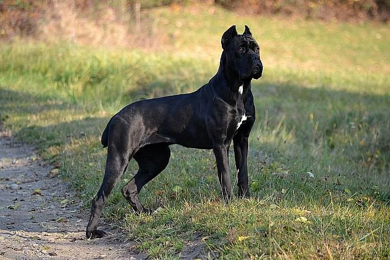 Štěňátka Cane Corso s PP
