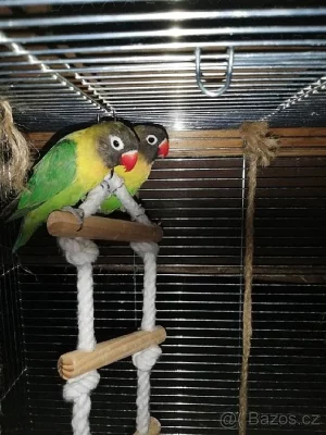 Agapornis Škraboškový - pár