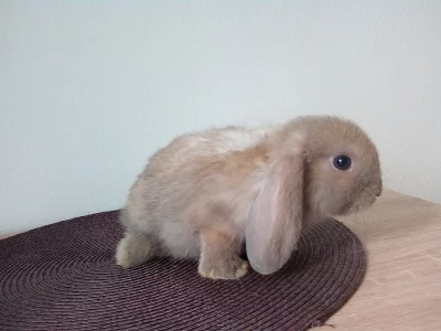 Prodám mláďata minilop beránků