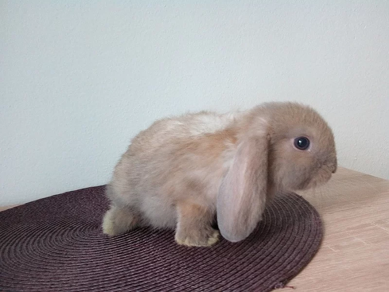 Prodám mláďata minilop beránků