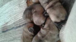 Mops