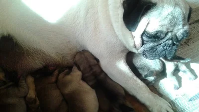 Mops
