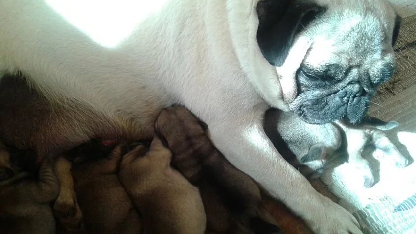 Mops