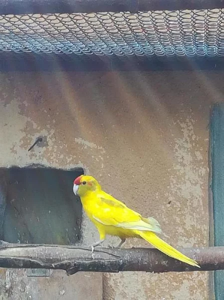 Kakariki