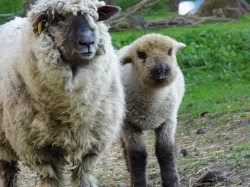 Oxford Down