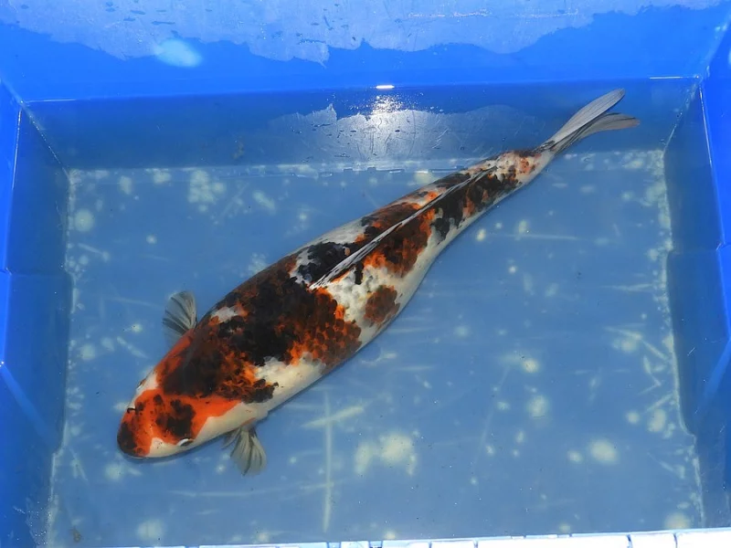 Koi