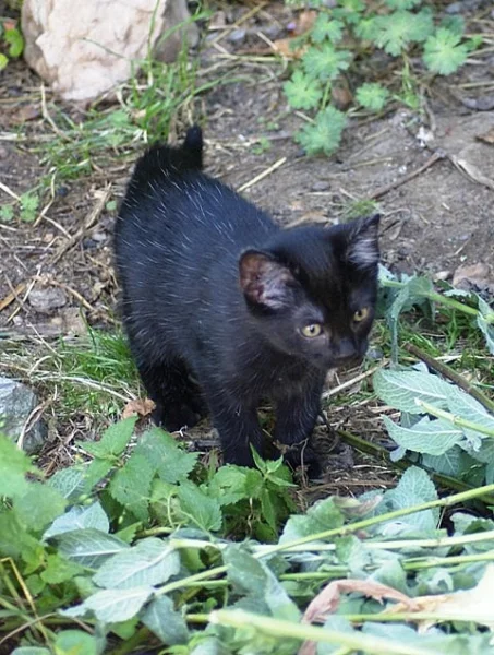Černé koťátko