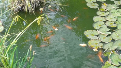 Prodám japonské KOI - kapry