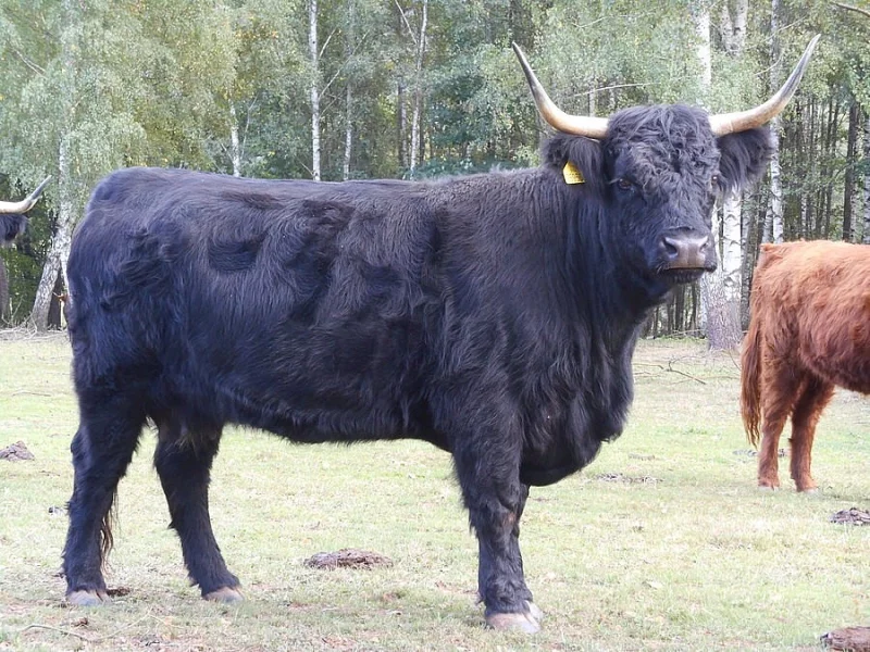 Prodám březí kravičku Highland, kráva - skotský náhorní skot