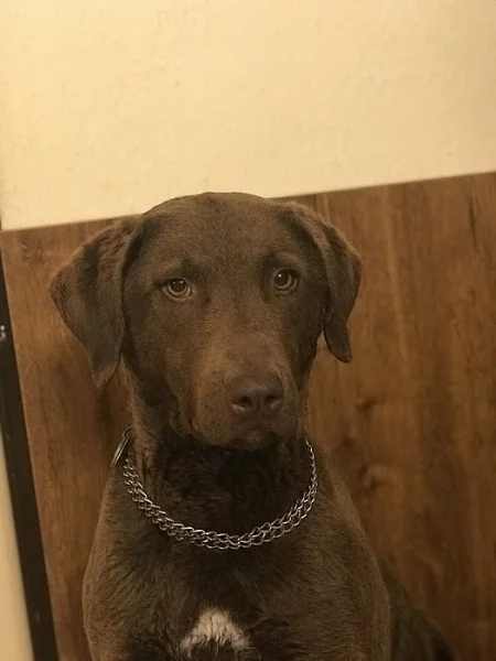 chesapeake bay retriever