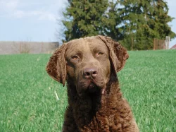 chesapeake bay retriever