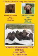 chesapeake bay retriever