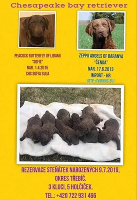 chesapeake bay retriever