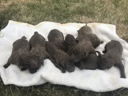 chesapeake bay retriever