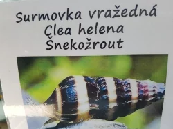 Prodej šnekožroutů z vlastního odchovu