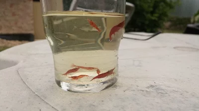 Krevetky Red Cherry
