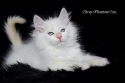 CHS prodá úžasná sibiřská a něvská koťátka
