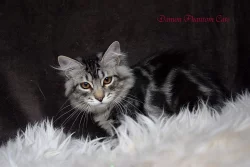 CHS prodá úžasná sibiřská a něvská koťátka