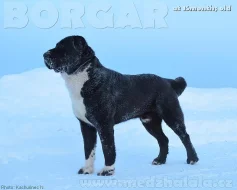 Středoasijský pastevecký pes štěňata s PP !