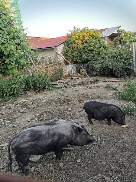 Vietnamské prase - páreček